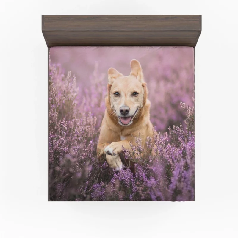 Golden Retriever Amidst Purple Bloom Fitted Sheet 1