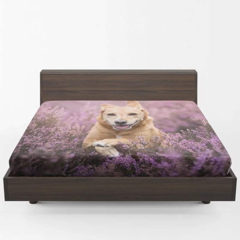 Golden Retriever Amidst Purple Bloom Fitted Sheet