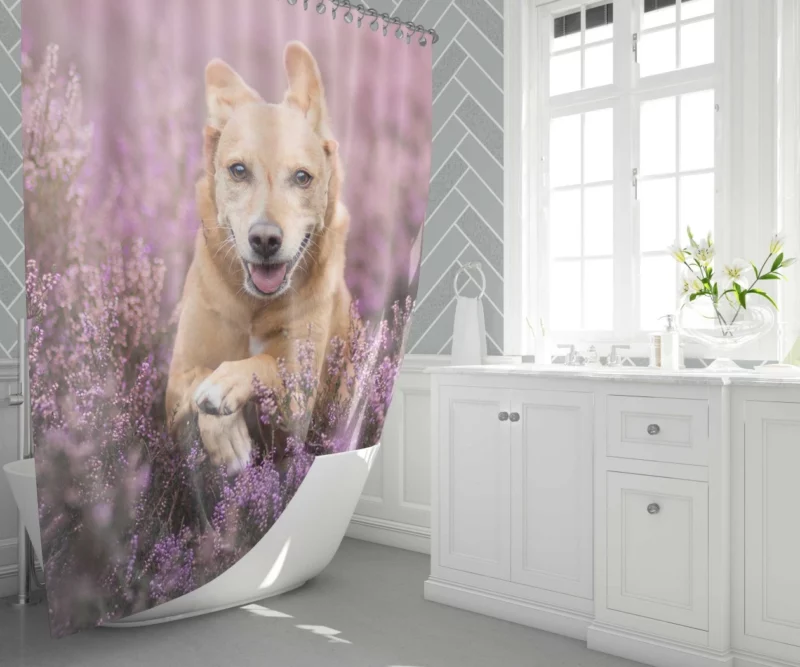 Golden Retriever Amidst Purple Bloom Shower Curtain 1