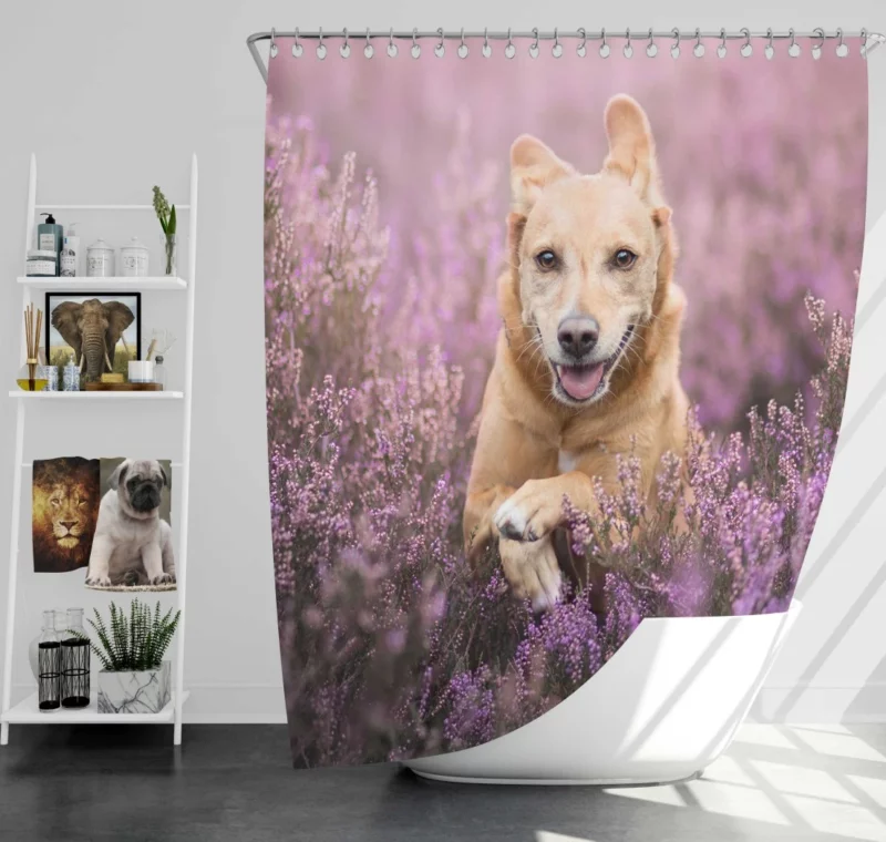 Golden Retriever Amidst Purple Bloom Shower Curtain