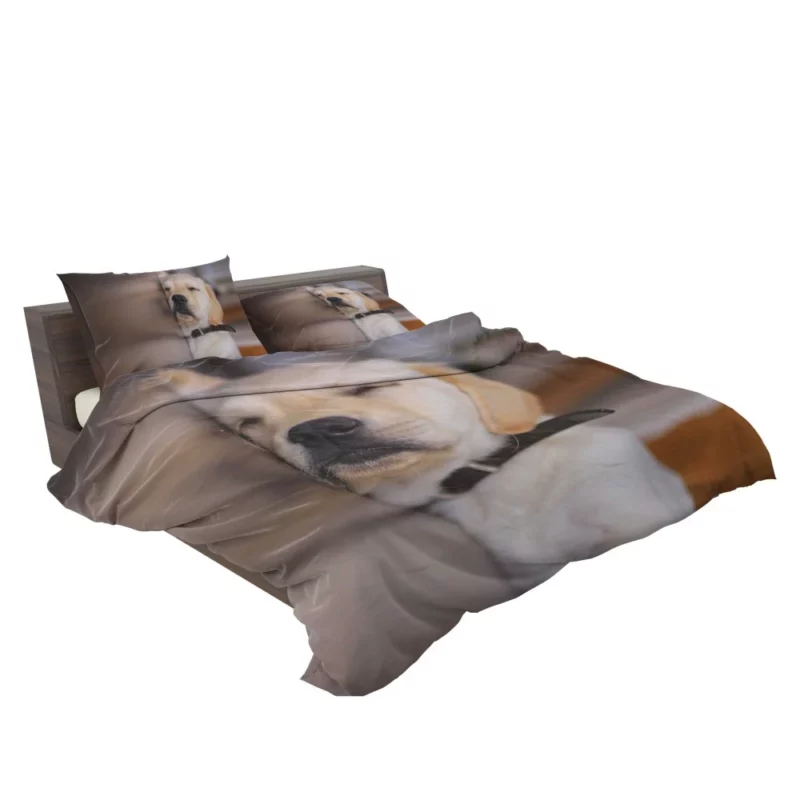 Golden Retriever Curious Gaze Bedding Set 2