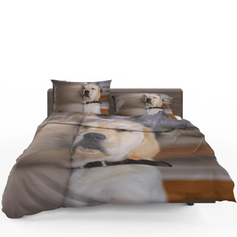 Golden Retriever Curious Gaze Bedding Set