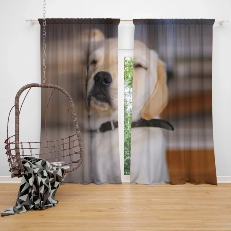 Golden Retriever Curious Gaze Curtain