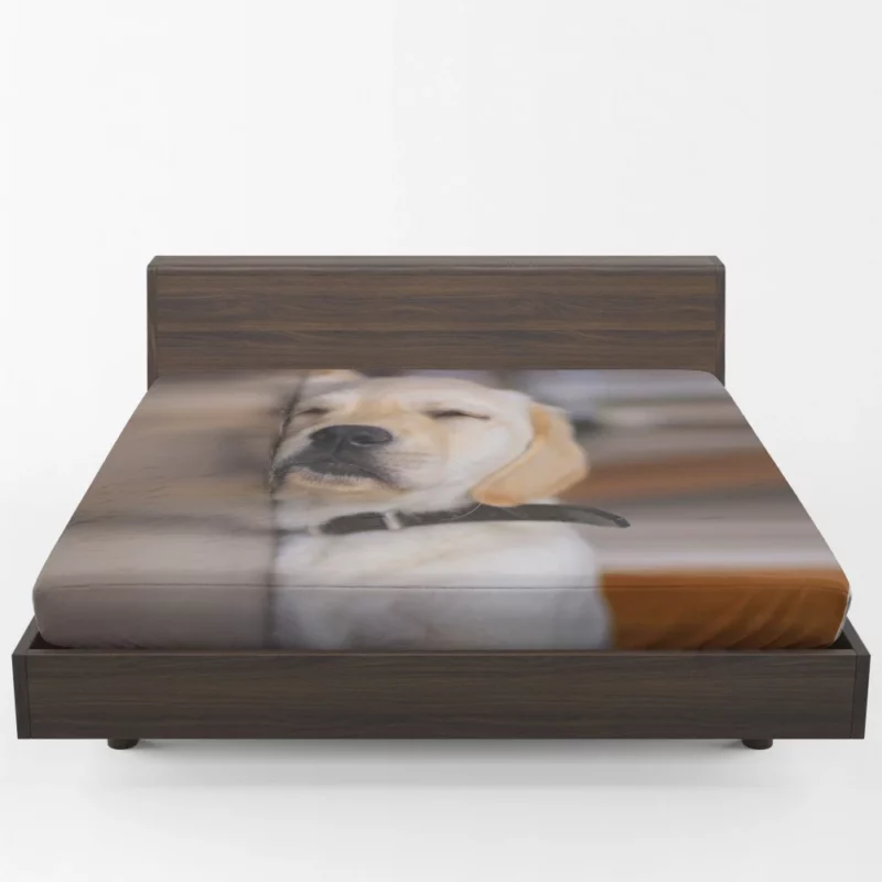 Golden Retriever Curious Gaze Fitted Sheet