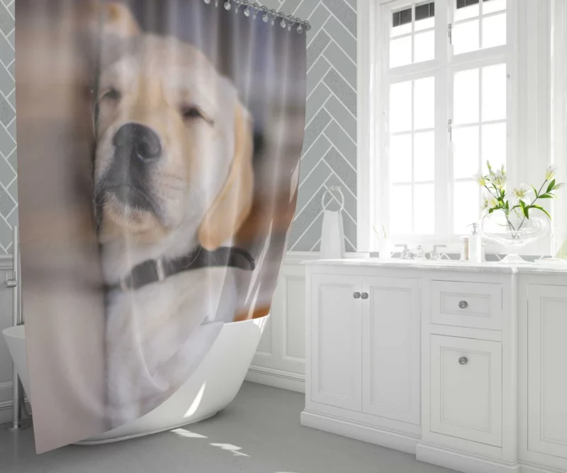 Golden Retriever Curious Gaze Shower Curtain 1