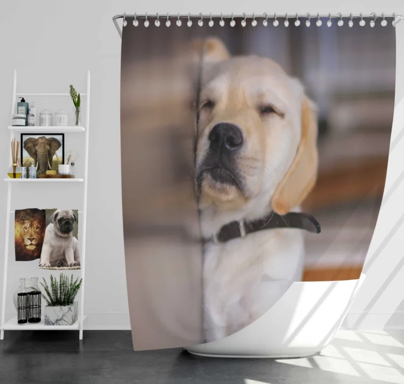 Golden Retriever Curious Gaze Shower Curtain