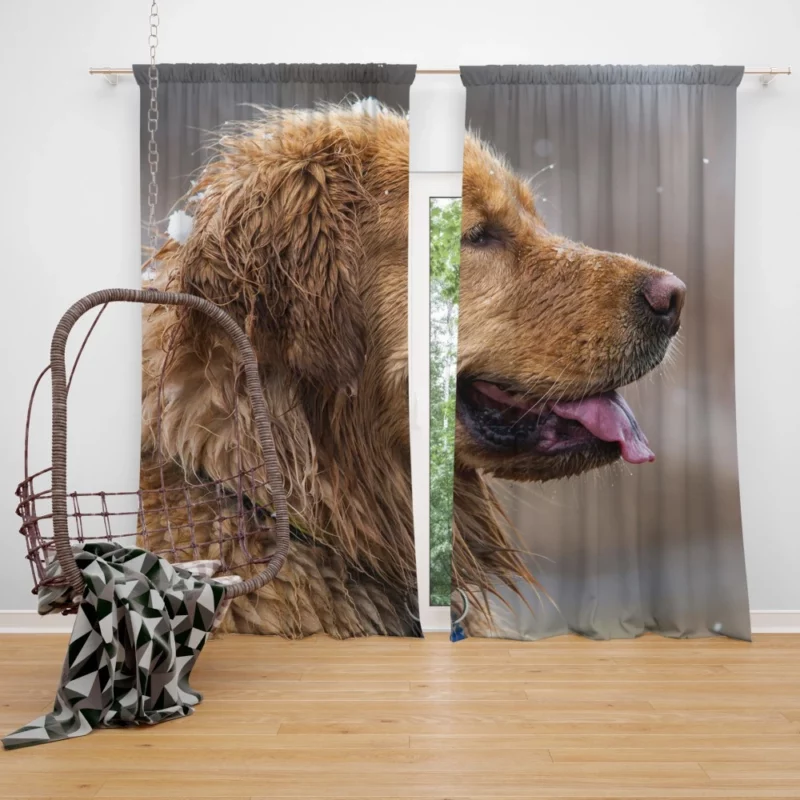 Golden Retriever Heartwarming Loyalty Beloved Companion Curtain