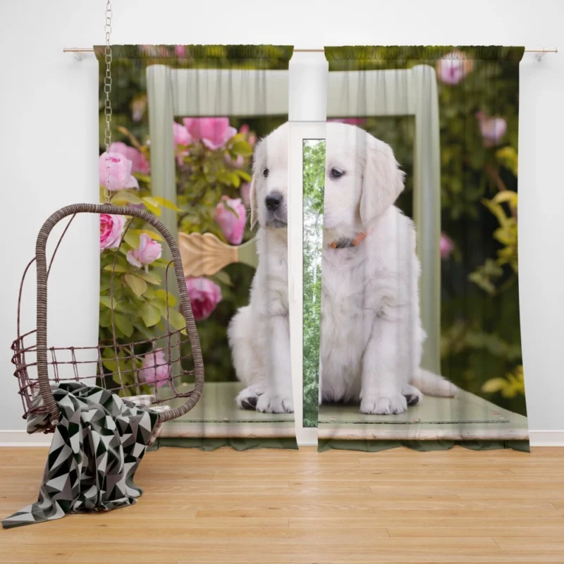 Golden Retriever Innocent Charm Curtain