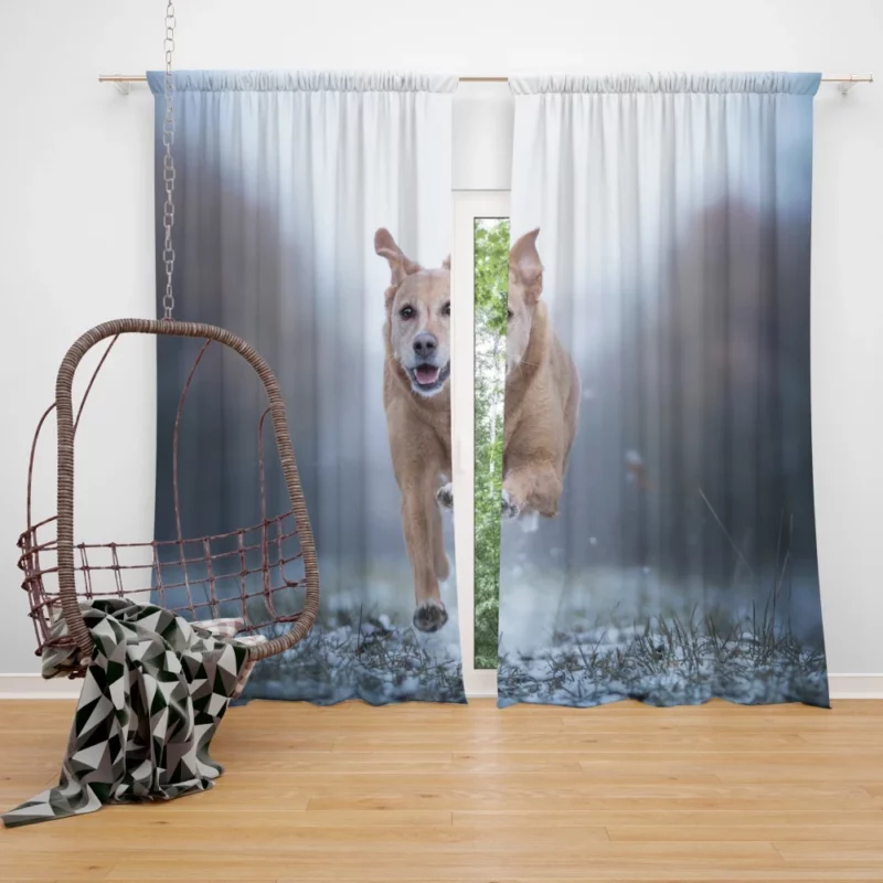 Golden Retriever Joyful Run Curtain