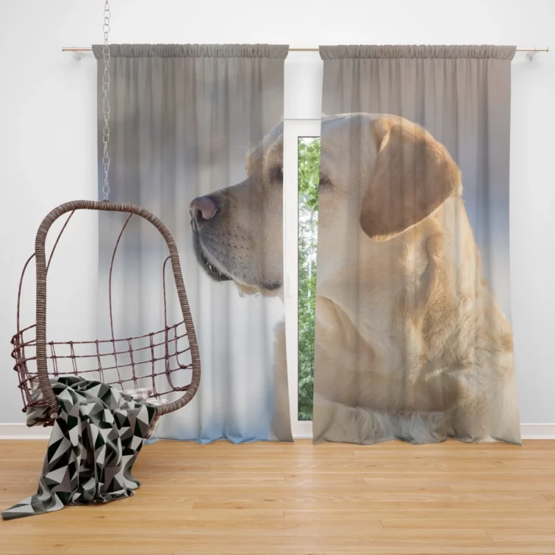 Golden Retriever Loyal Gaze Canine Love Curtain