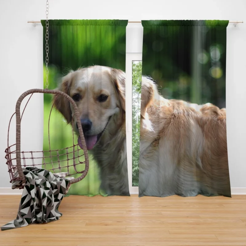 Golden Retriever Muzzle in Blur Canine Charm Curtain