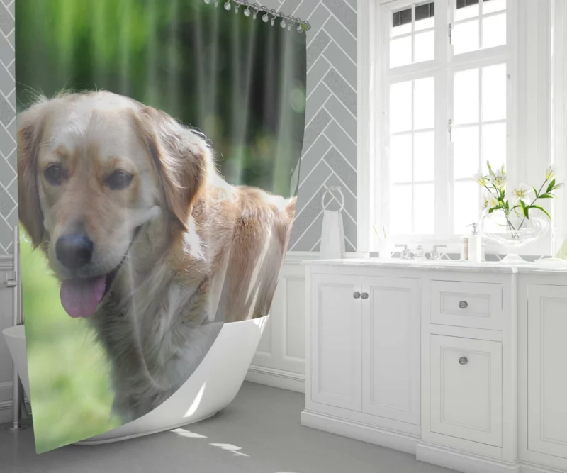 Golden Retriever Muzzle in Blur Canine Charm Shower Curtain 1