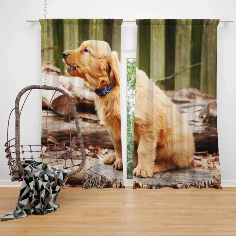 Golden Retriever Playful Barking Curtain