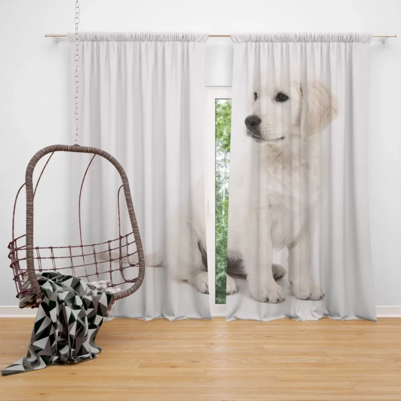 Golden Retriever Playful Presence Curtain