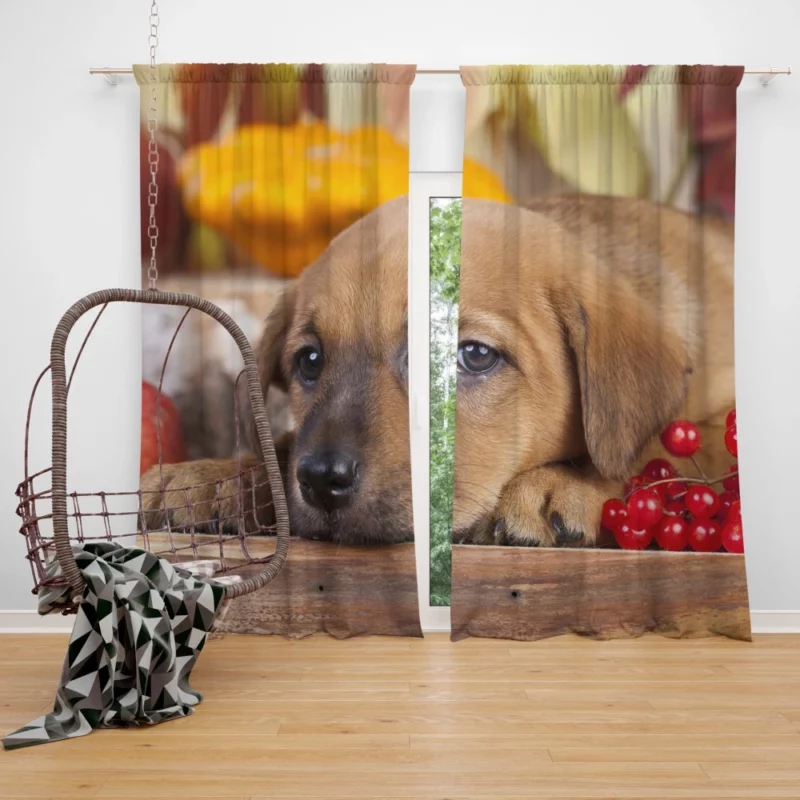 Golden Retriever Puppy Innocence Furry Wonder Curtain