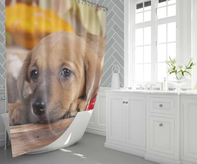 Golden Retriever Puppy Innocence Furry Wonder Shower Curtain 1