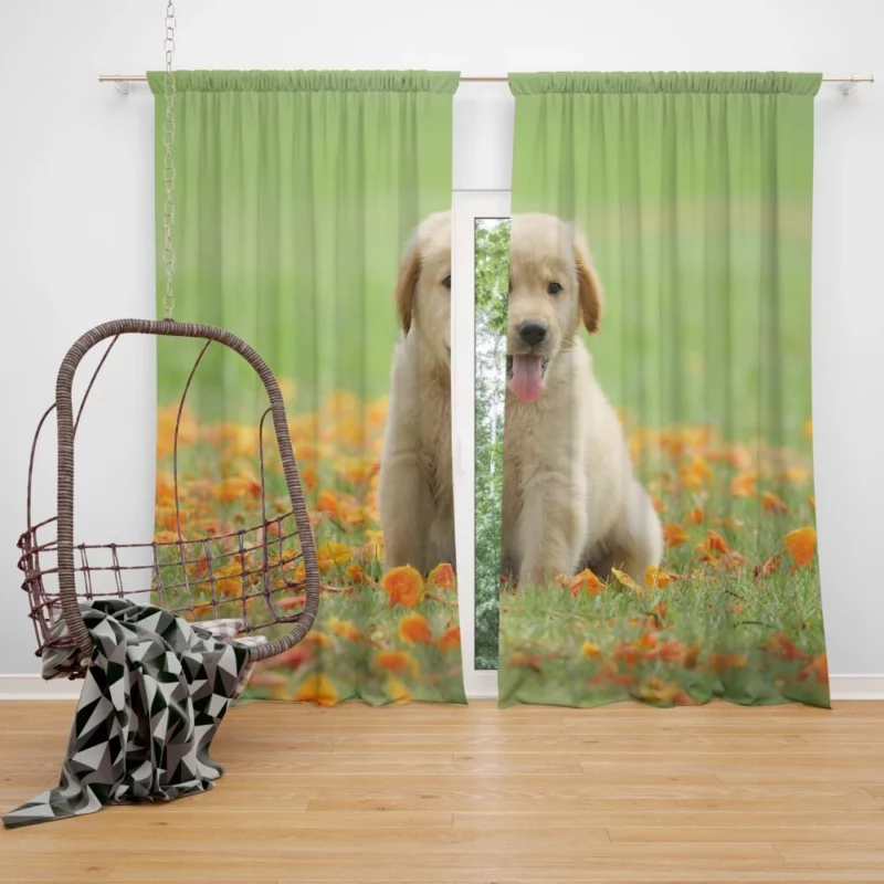 Golden Retriever Puppy Innocent Joy Curtain