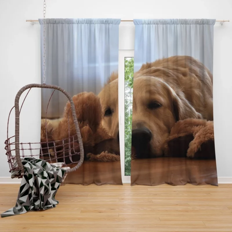 Golden Retriever Relaxed Pose Canine Serenity Curtain