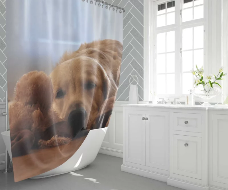 Golden Retriever Relaxed Pose Canine Serenity Shower Curtain 1