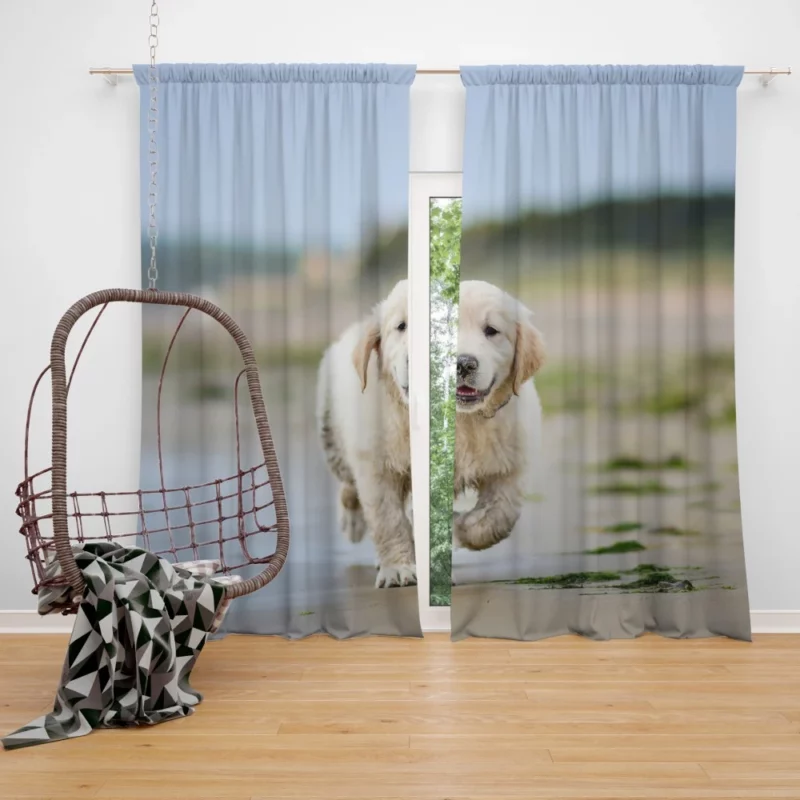 Golden Retriever Sandy Playtime Curtain