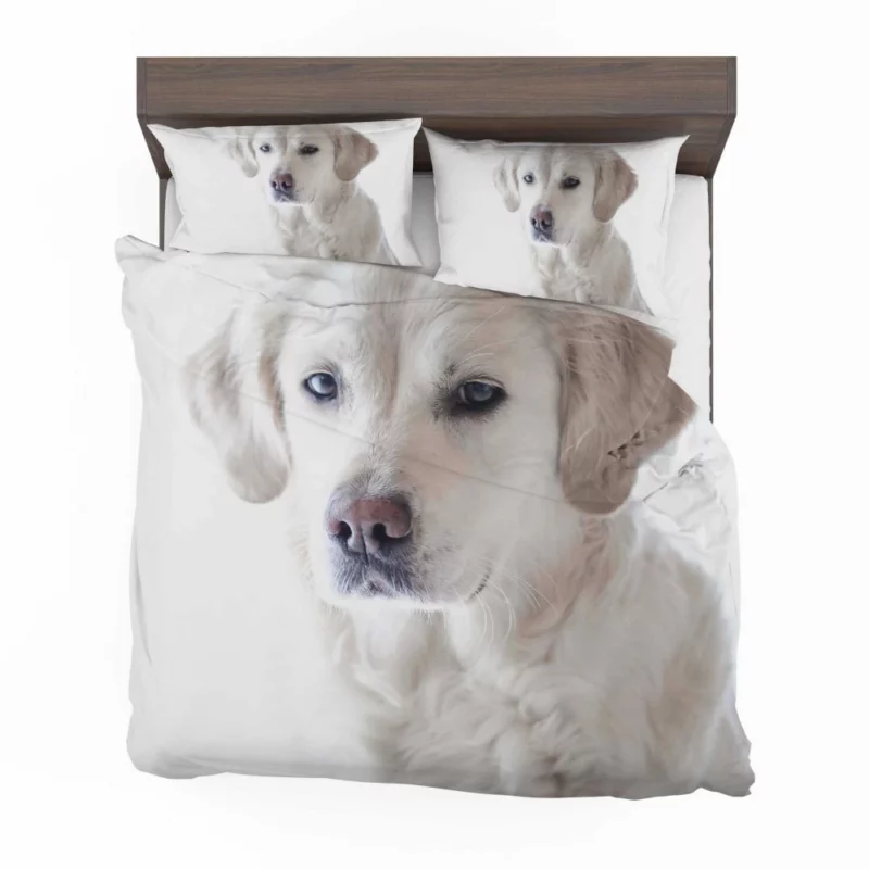 Golden Retriever Thoughtful Gaze Canine Reflection Bedding Set 1