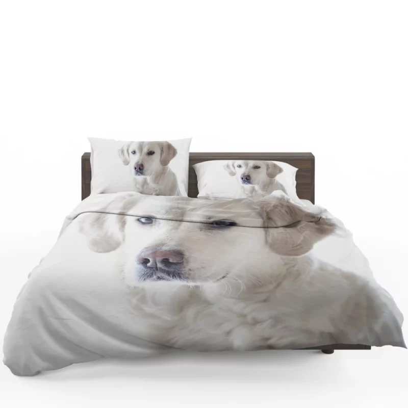 Golden Retriever Thoughtful Gaze Canine Reflection Bedding Set