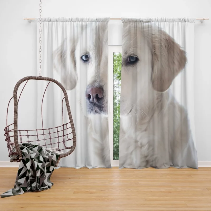 Golden Retriever Thoughtful Gaze Canine Reflection Curtain