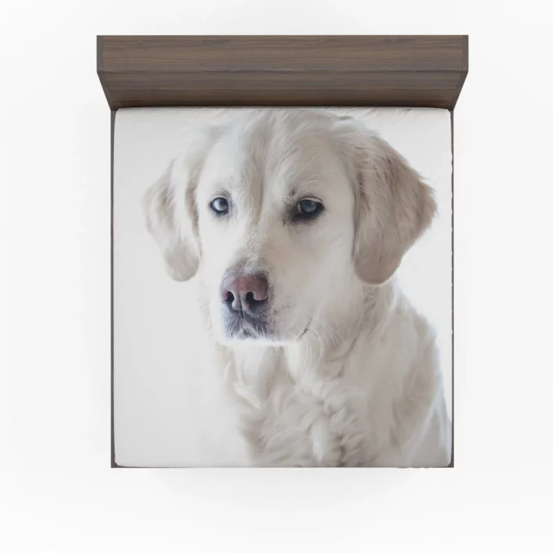 Golden Retriever Thoughtful Gaze Canine Reflection Fitted Sheet 1