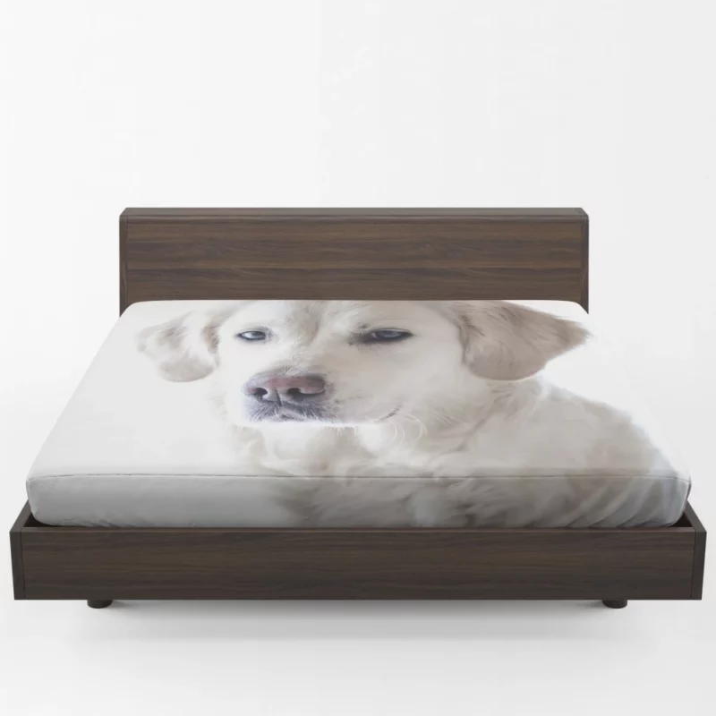 Golden Retriever Thoughtful Gaze Canine Reflection Fitted Sheet