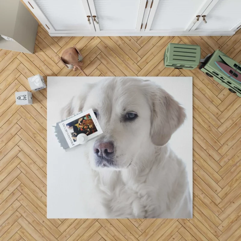 Golden Retriever Thoughtful Gaze Canine Reflection Rug