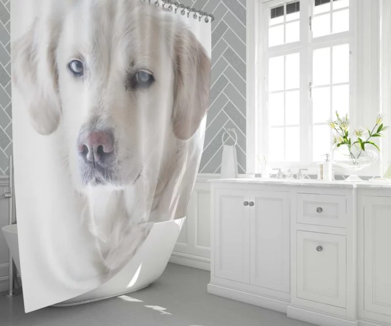 Golden Retriever Thoughtful Gaze Canine Reflection Shower Curtain 1