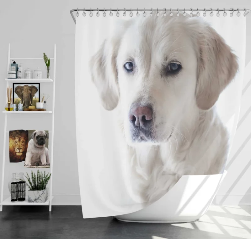 Golden Retriever Thoughtful Gaze Canine Reflection Shower Curtain