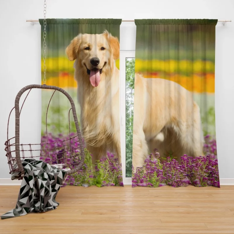 Golden Retriever Wholesome Depth Curtain