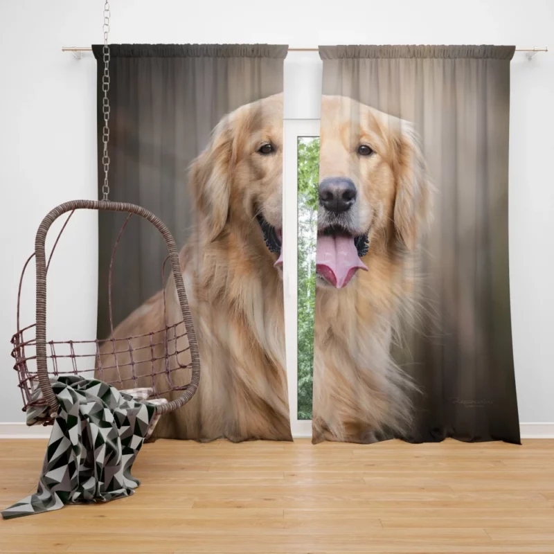 Golden Retriever Wholesome Essence Curtain