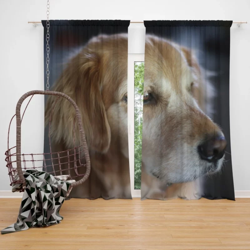 Golden Retriever Winter Scarf Charm Curtain