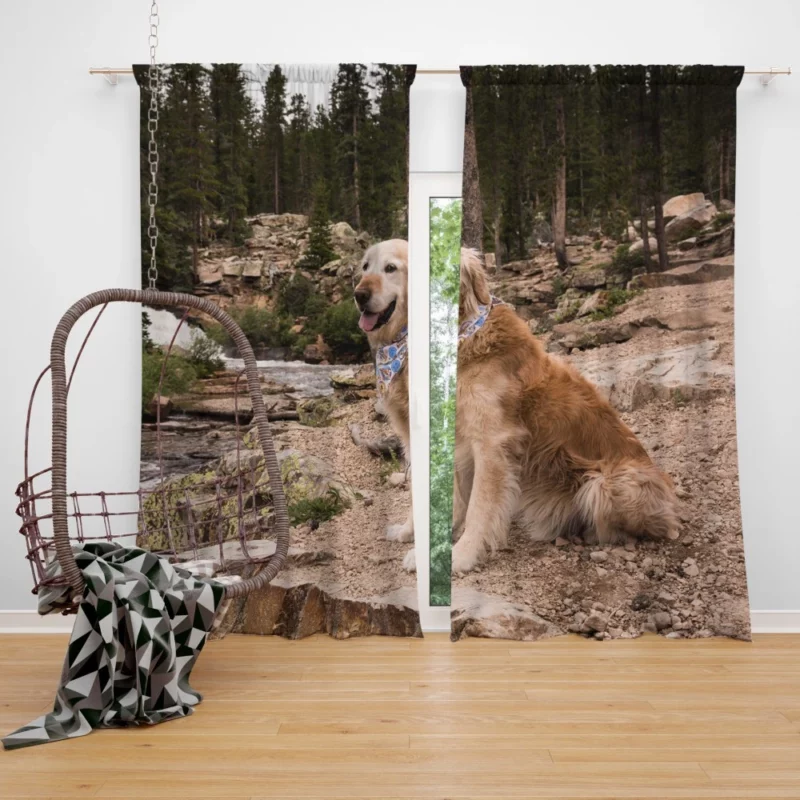 Golden Retriever by Stream Curtain