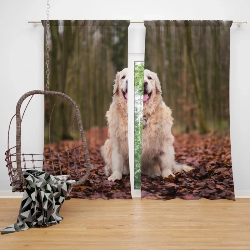 Golden Retriever in Forest Serenity Curtain