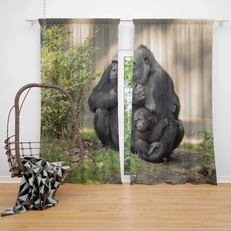 Gorilla Cub Innocent Wonder Primate Amazement Curtain