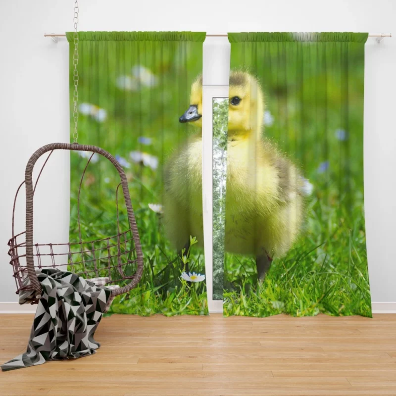 Gosling Curious Gaze Fuzzy Wonder Curtain