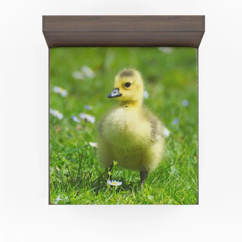 Gosling Curious Gaze Fuzzy Wonder Fitted Sheet 1