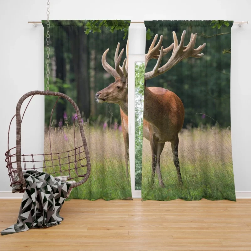 Graceful Deer Amidst Nature Beauty Curtain