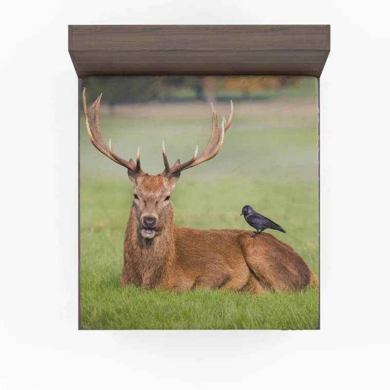 Graceful Deer in Meadow Bird Eye Fitted Sheet 1