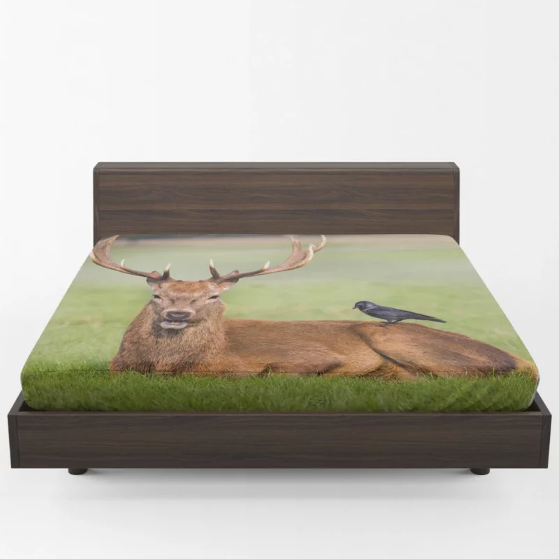 Graceful Deer in Meadow Bird Eye Fitted Sheet