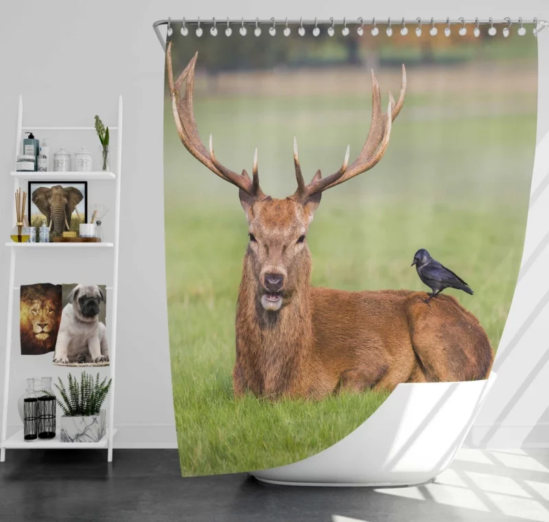 Graceful Deer in Meadow Bird Eye Shower Curtain