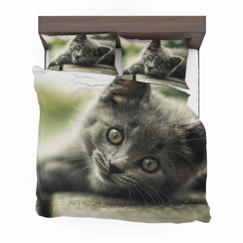 Gray Kitten Adorable Innocence Bedding Set 1