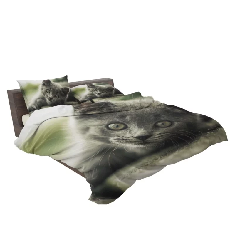 Gray Kitten Adorable Innocence Bedding Set 2