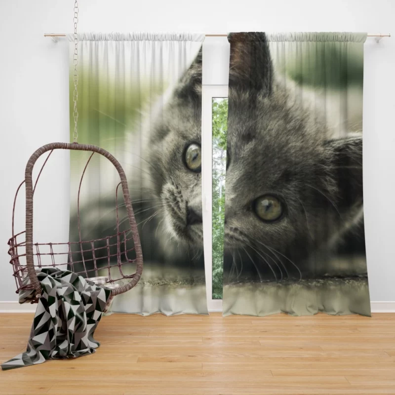 Gray Kitten Adorable Innocence Curtain