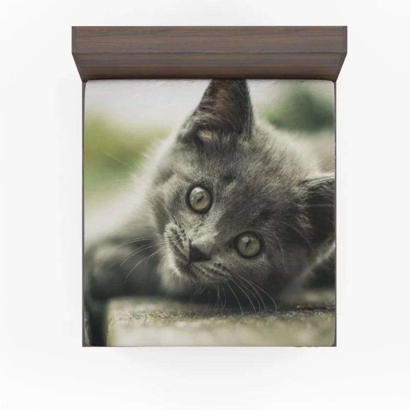 Gray Kitten Adorable Innocence Fitted Sheet 1