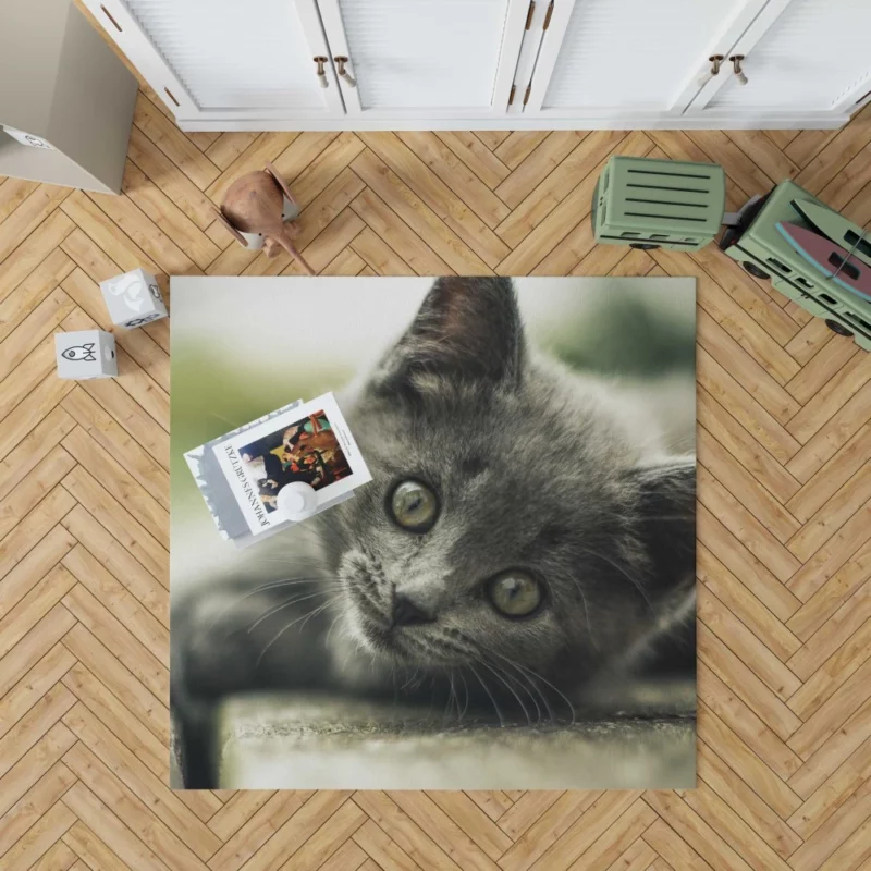 Gray Kitten Adorable Innocence Rug