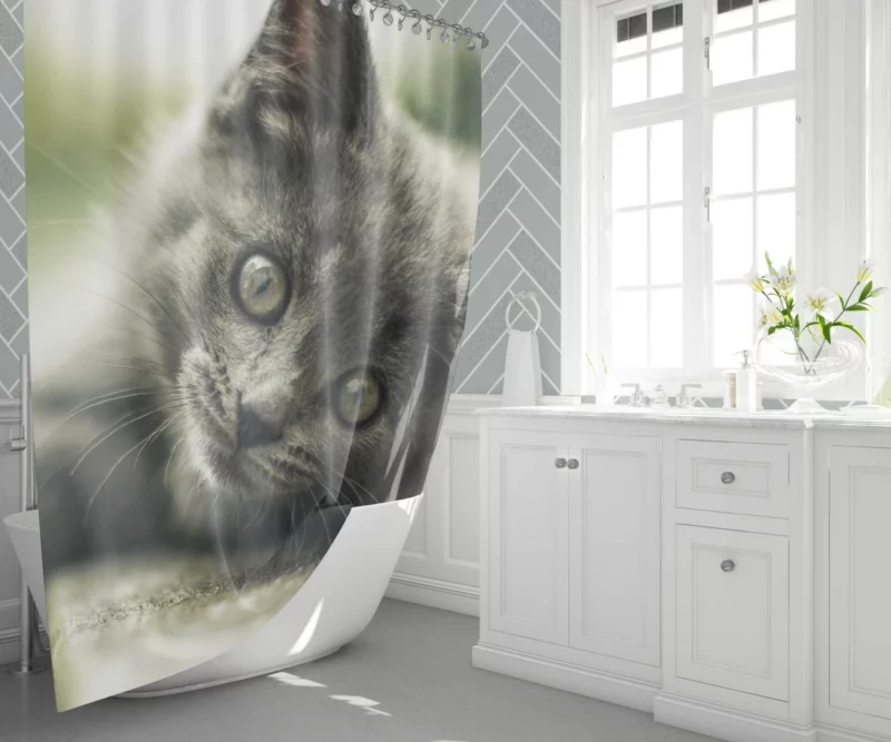 Gray Kitten Adorable Innocence Shower Curtain 1